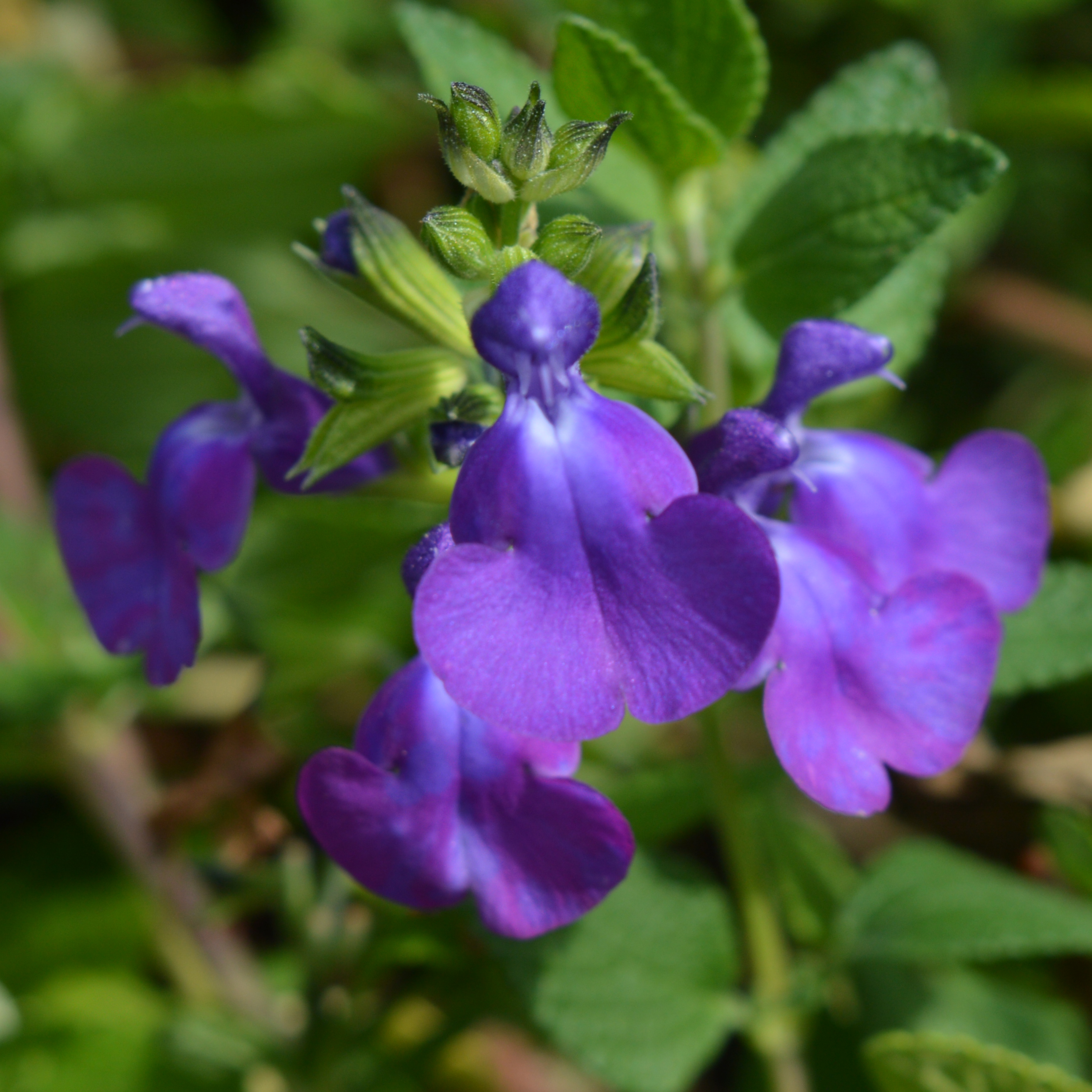 Salvia Christine Yeo